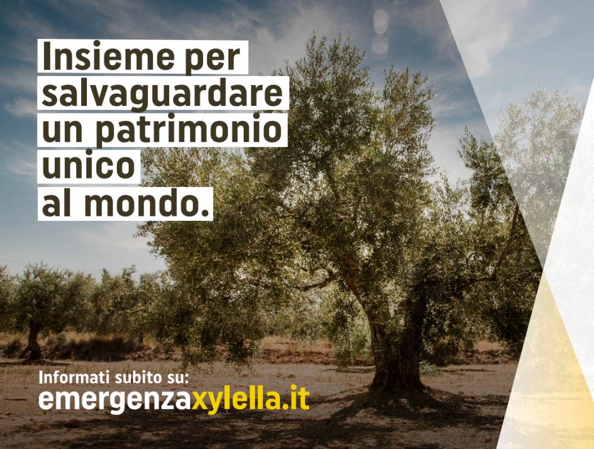 XYLELLA - Divieto di movimentazione dei vegetali e dei materiali di propagazione vegetali e commercializzazione