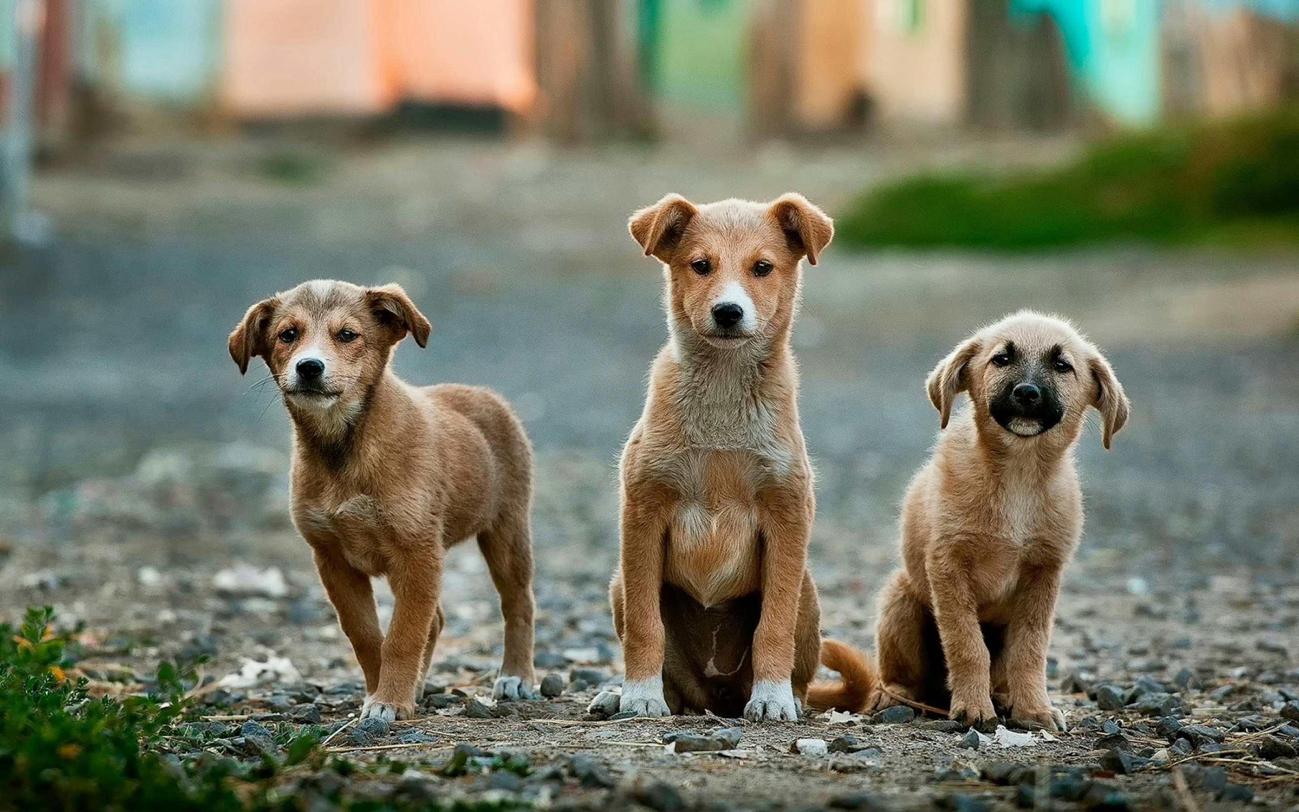 Cuccioli randagi