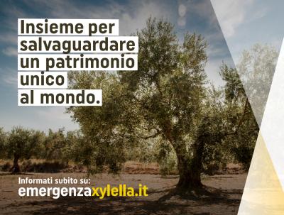 Xylella
